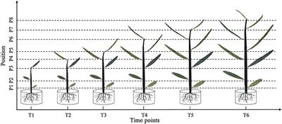 Heterophylly Quantitative Trait Loci Respond to Salt Stress in the Desert Tree Populus euphratica